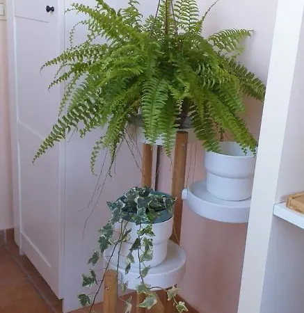 Apartamento Marjul Ii Garachico (Tenerife)